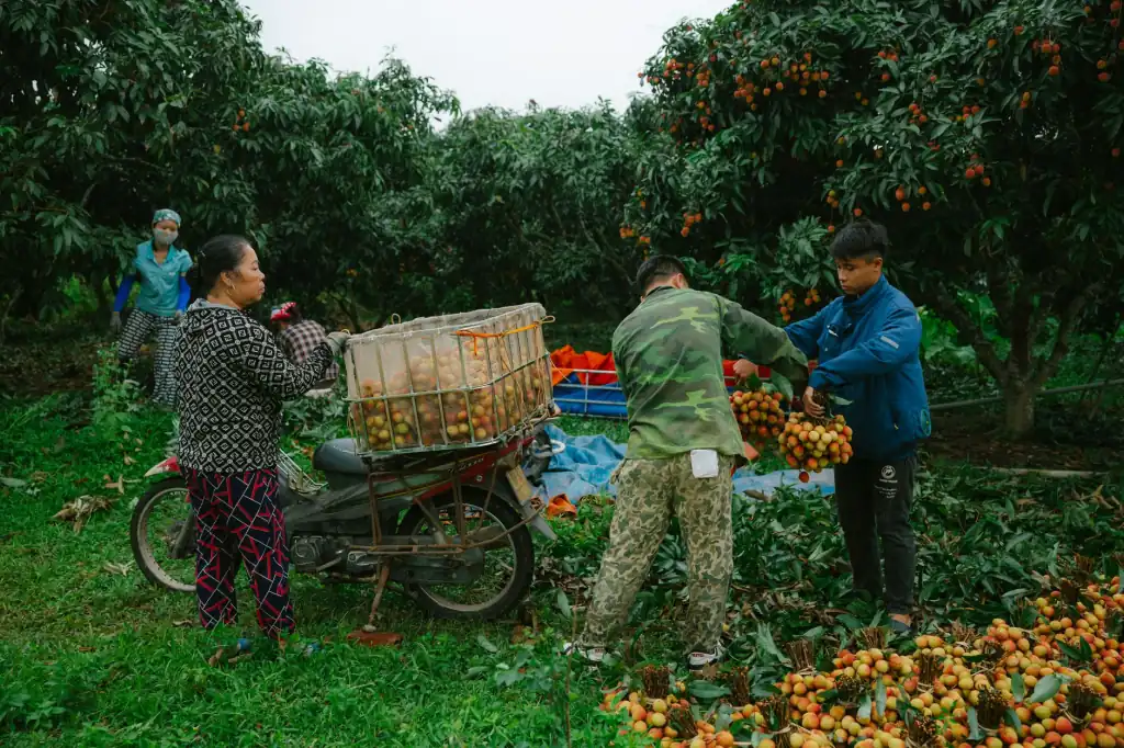 法库特产线上选购指南：乡悦电商平台产品对比分析